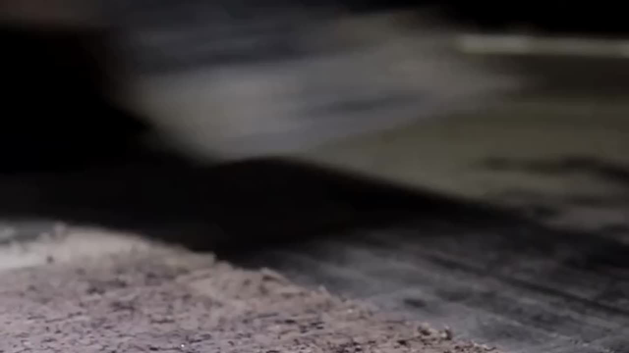 Ice curl 🍦🍧🍨