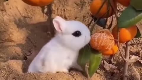 Funny animals videos