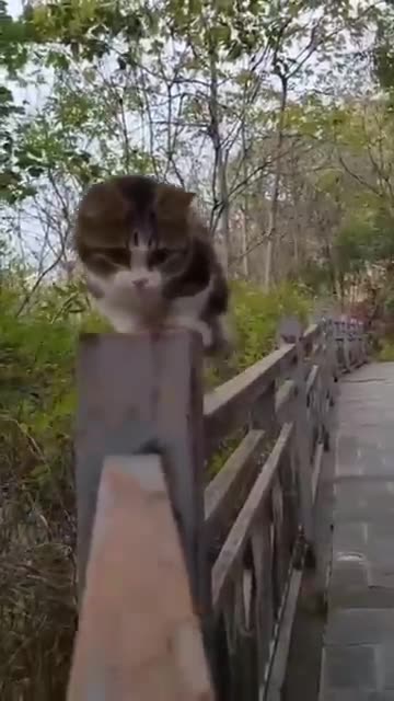 Cute little Cat 🐱 #ytshort #babycats #cutemimo