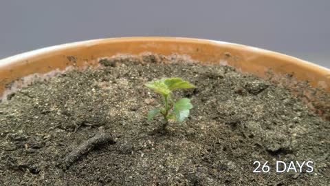 Growing a BIRCH TREE from seed Time-lapse