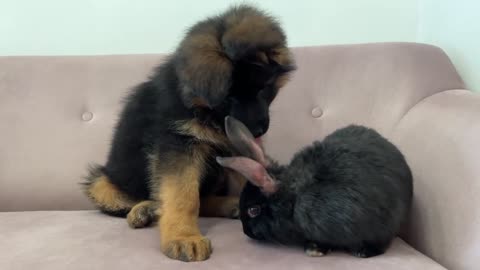 German Shepherd Puppy Meets Rabbit for the First Time love