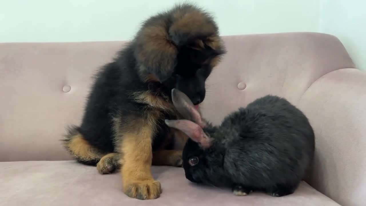German Shepherd Puppy Meets Rabbit for the First Time love
