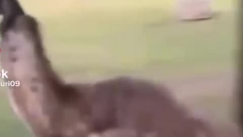 Animal videos