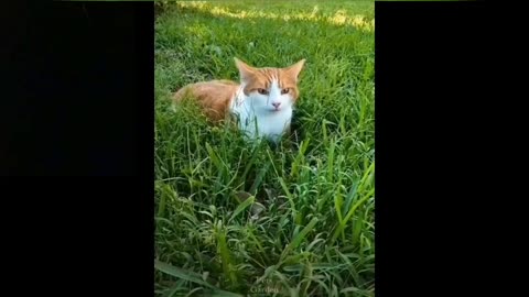 SMART DOGS AND CATS