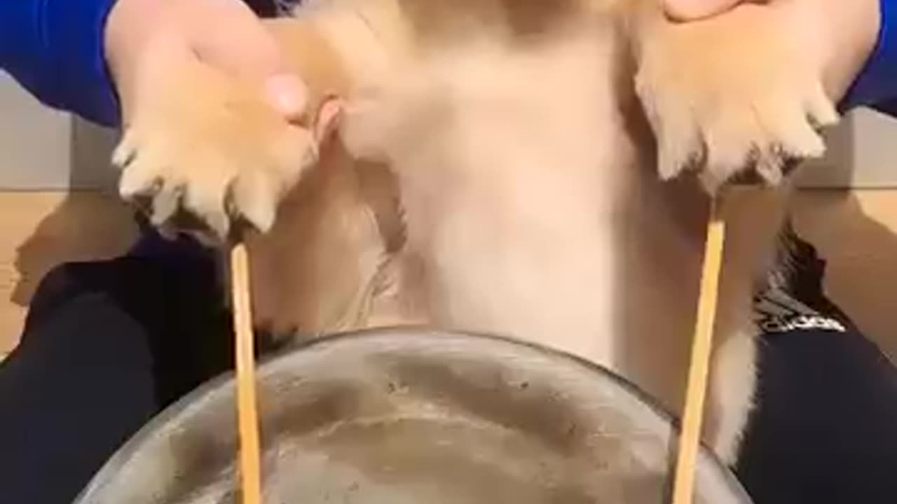 puppy drums!!! #golden #cute #dog #dogs #doglover puppy drums!!!