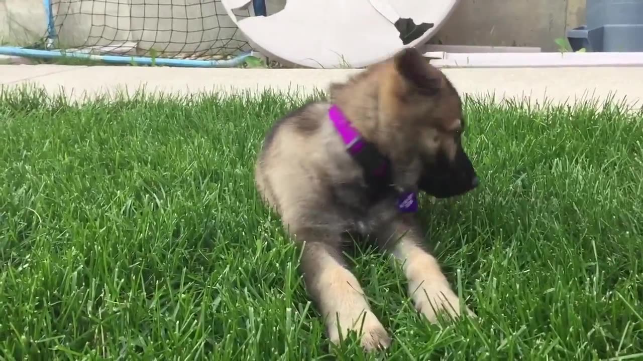 German shepherd puppy 8 weeks old in her new yard