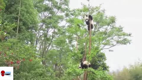 Cute panda
