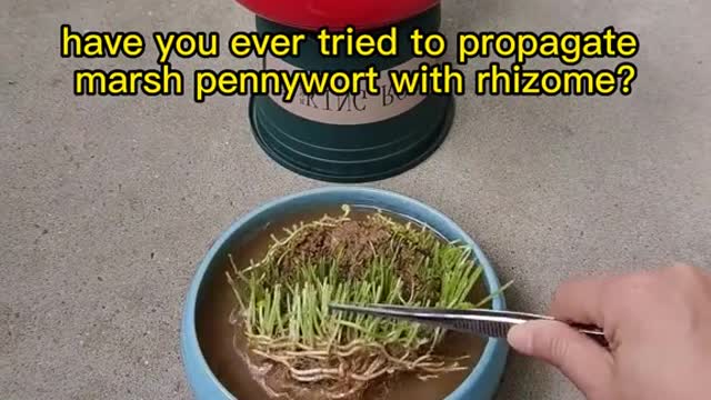 have you ever tried to propagate marsh pennywort with rhizome?