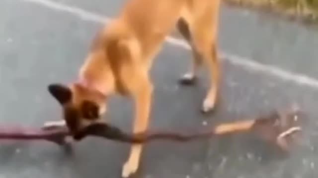 Dog$cat video