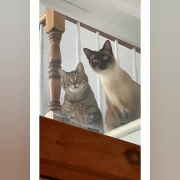 Funniest_Animals_ cat's &, more_Videos_Will_Make_You_Laugh_#37_-_Funny_Animal_Videos2023