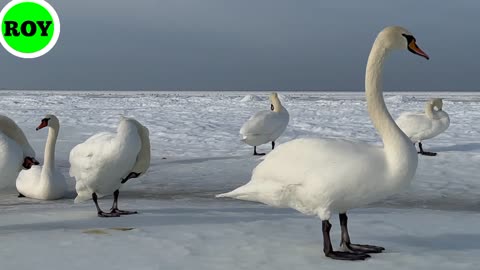 Ducks can be easily reared in wetlands. They swim all day in canals, beels, rivers or ponds