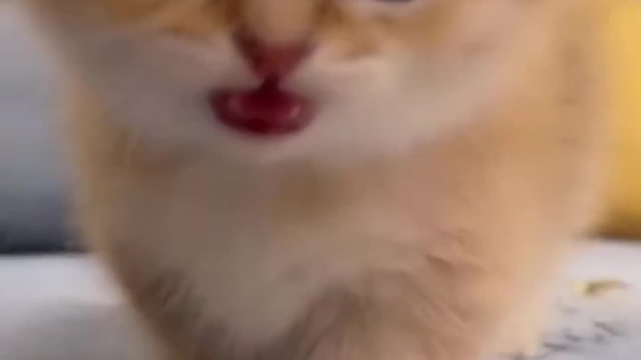 #cat #kitten #sayan