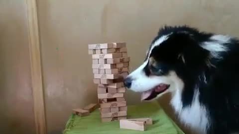 Wow this dog is amazing 👏 😇Try this game with your dog 🐕 and send us the video