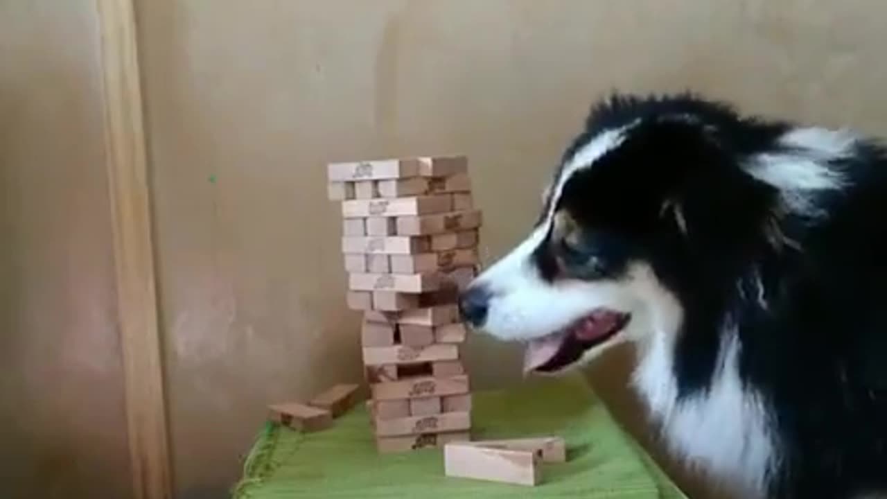 Wow this dog is amazing 👏 😇Try this game with your dog 🐕 and send us the video