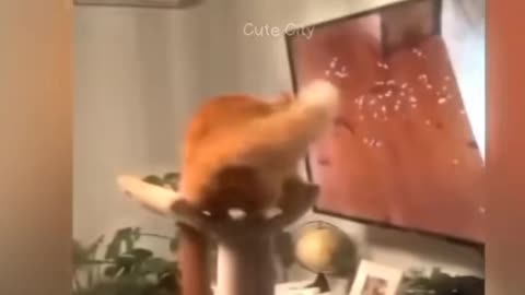 Funny Cat Videos