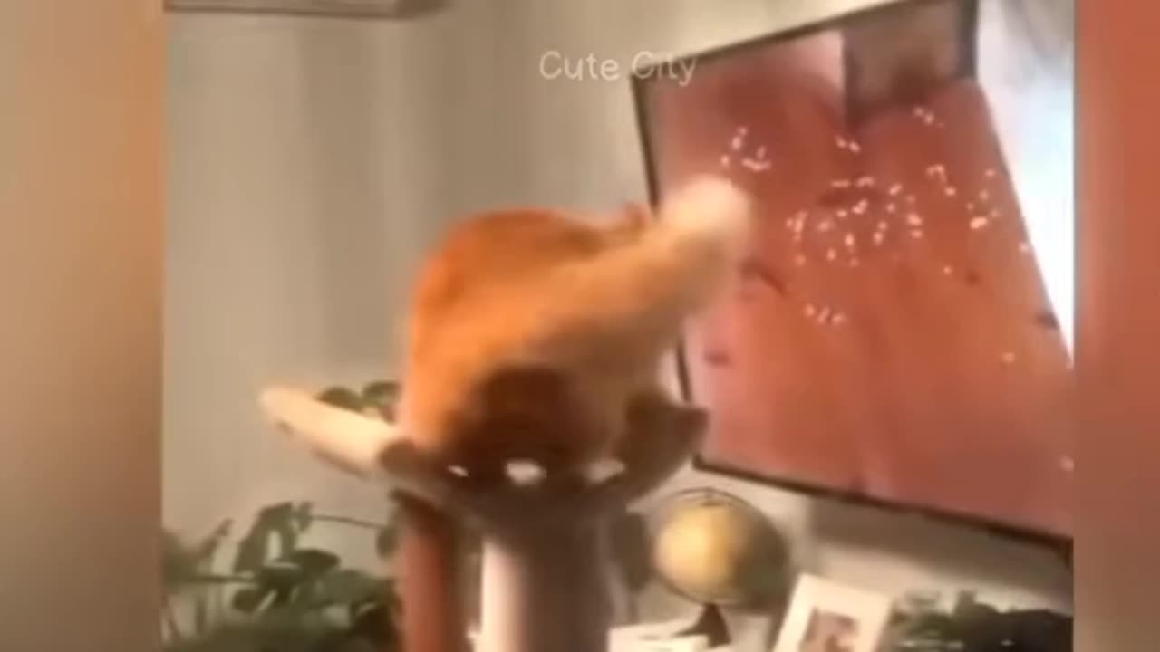 Funny Cat Videos