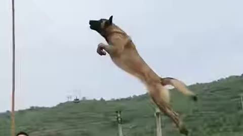 Army 🪖 Dog 🐕 /trending video