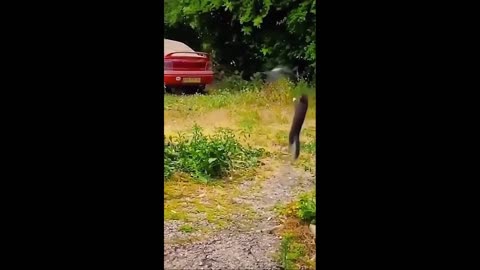 HaHa Funny Videos 001