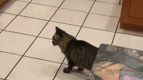 Spooked Kitty Dives Under Oven