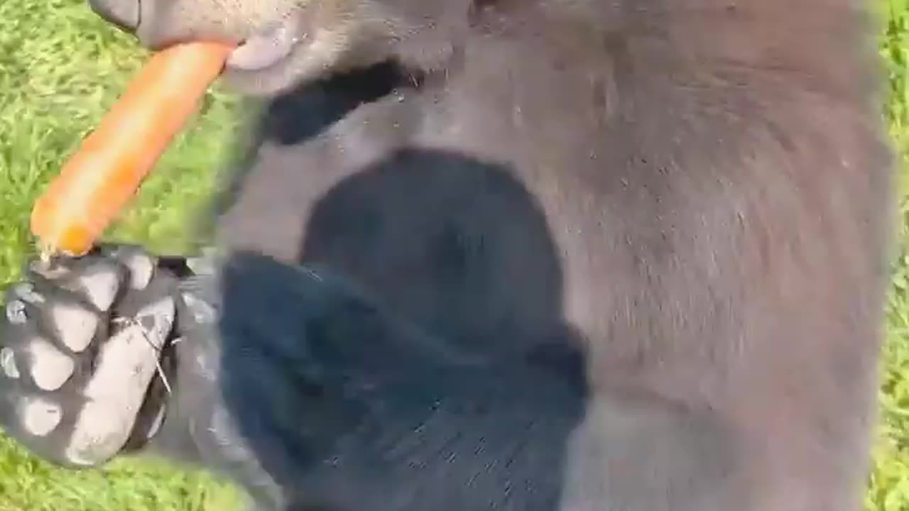 New funny Animal Video 😂 viral 🤑 Shear your Frd 😁