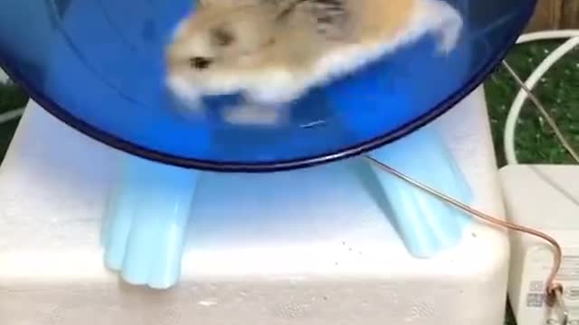 A sporty hamster.