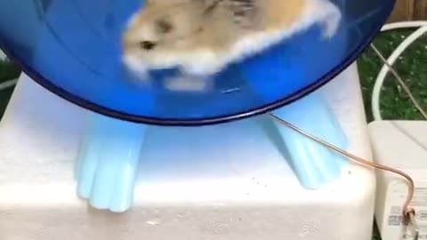 A sporty hamster.