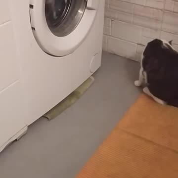 Mruczyslav - my sister's cat confused the washing machine with television ;-)