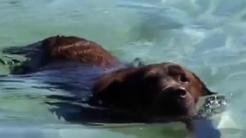 Cute Funny Dog
