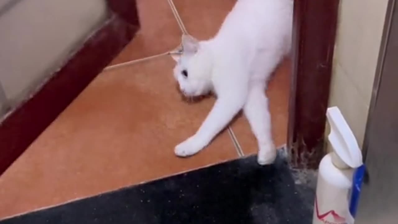 Intaligent cat subscribe for more vedio