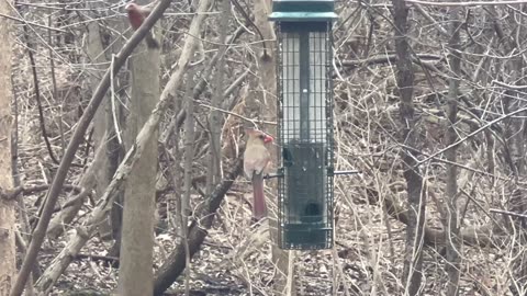 Birds of James Gardens