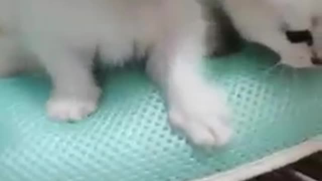 Cat_meow_sound cute cat_#short video's