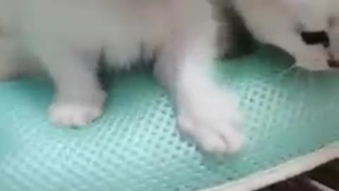 Cat_meow_sound cute cat_#short video's