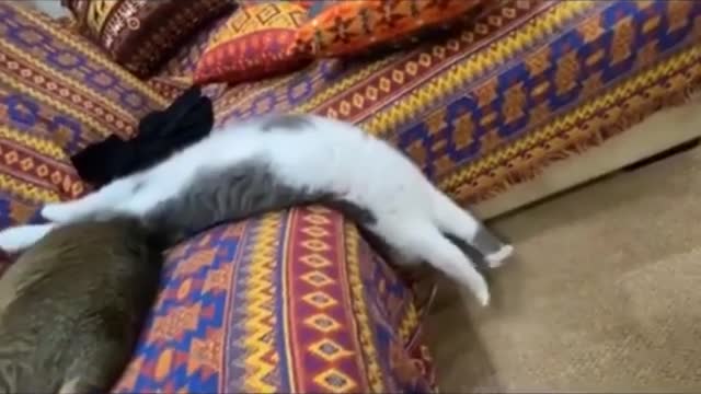 Cute cat video🐱🐱cat video🐱🐱