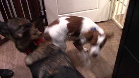 Do you think these dogs want to go on a walk?