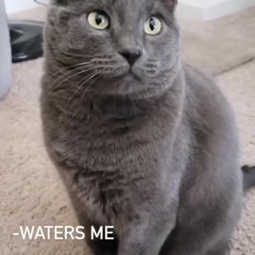 Cats🐈 vs 🐕 Dogs | Cats Feel That They are God