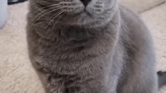Cats🐈 vs 🐕 Dogs | Cats Feel That They are God