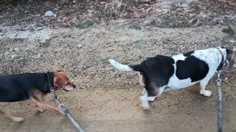 Clarabelle and Bandit