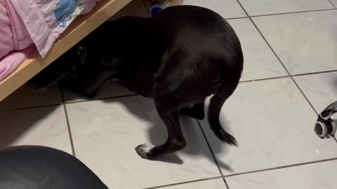 Guilty Doggo Hides in Shame