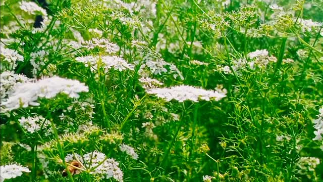 Nature Scene Relaxing Video Of Fly