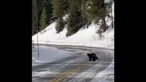 Super Rare Wolverine Sighting in Yellowstone National Park || ViralHog