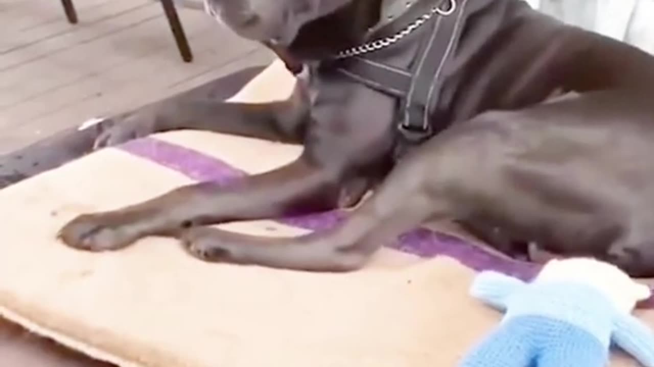 Funny videos