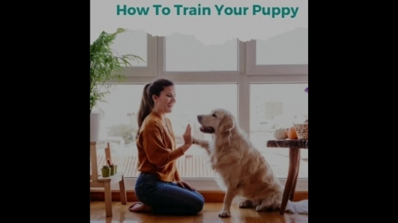 How To Train Your Puppy