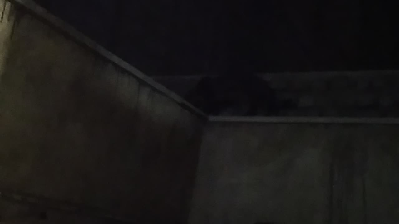 play cat