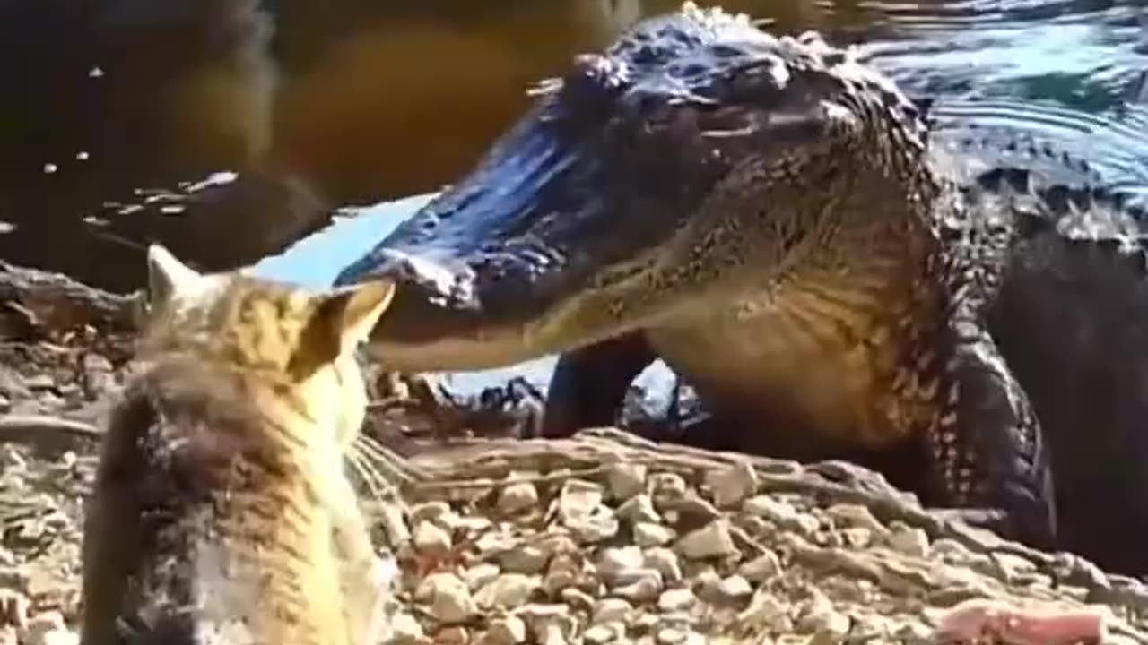 Video of a cat's bravery facing a fierce predator😲