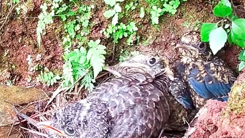 baby bird waiting to be fed