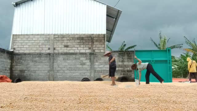 Corn drying process