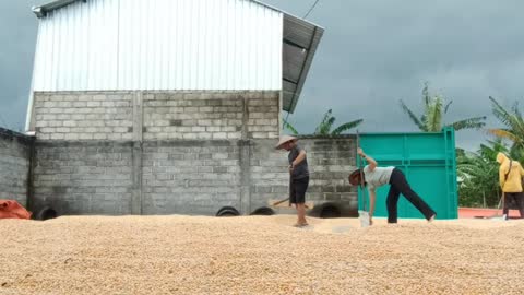 Corn drying process