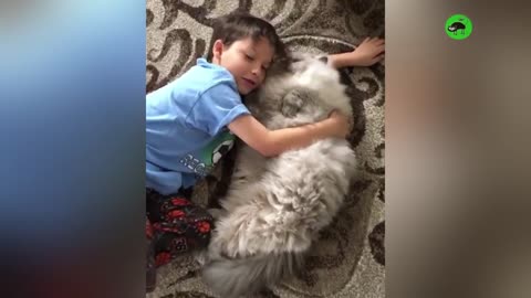 PROOF THAT CATS ARE THE BEST!!! - Cats That Like Hugs Compilation