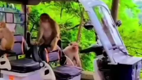 Very funny monkeys