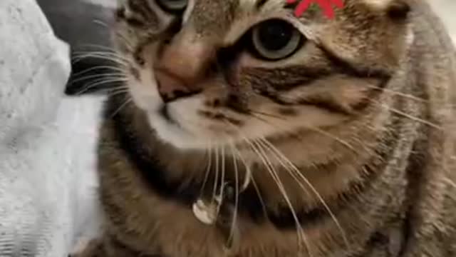 funniestcats Cute Cats and Funny Animals Complilaton 😹 Try Not To Laugh Challenge - Cute Cat